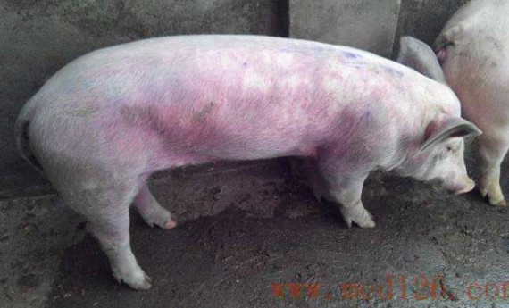 青、链霉素防治猪病的注意事项