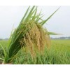 盐碱地改良耐盐水稻培育项目股权融资3000万元-5000万元